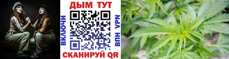 Марихуана сатива  цена   Теберда 